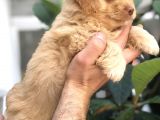 F1 Maltipoo