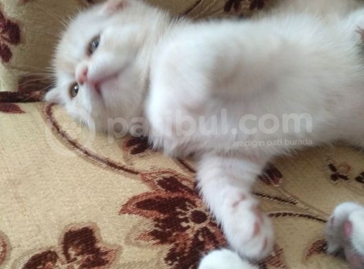 Scottish Shorthair görsel