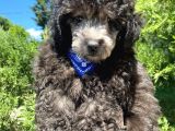 Yakışıklı Silver Toy Poodle Oğlumuz