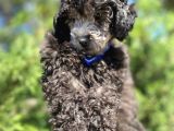 Yakışıklı Silver Toy Poodle Oğlumuz