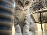 Dişi Blue Tabby 2 Aylık Görüşülür