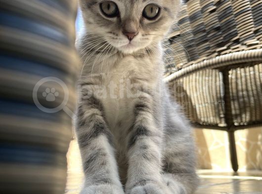 Dişi Blue Tabby 2 Aylık Görüşülür görsel