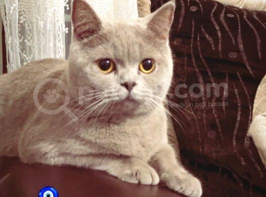 Aa Kalite Safkan Dişi British Shorthair Yavrularımız görsel