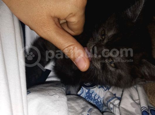British Shorthair görsel