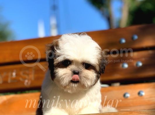 Safkan Dişi Erkek Shih Tzu Yavrularımız görsel