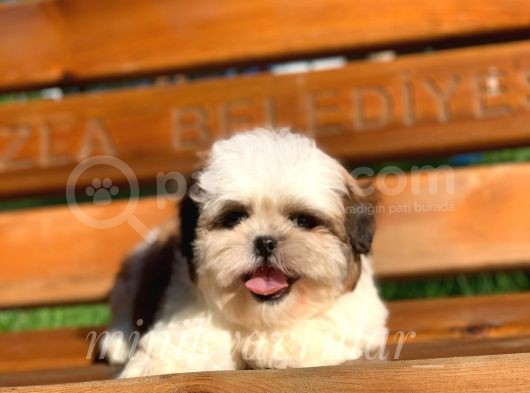 Safkan Dişi Erkek Shih Tzu Yavrularımız görsel