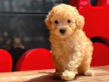 Toy Poodle Yavrular (Red,Red Brown,Apricot,Silver,Siyah)