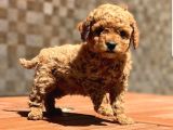 Toy Poodle Yavrular (Red,Red Brown,Apricot,Silver,Siyah)