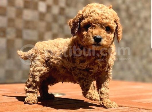 Toy Poodle Yavrular (Red,Red Brown,Apricot,Silver,Siyah) görsel