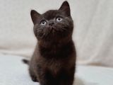 British Shorthair Yavrular ( Chocolate & Lynx Point )