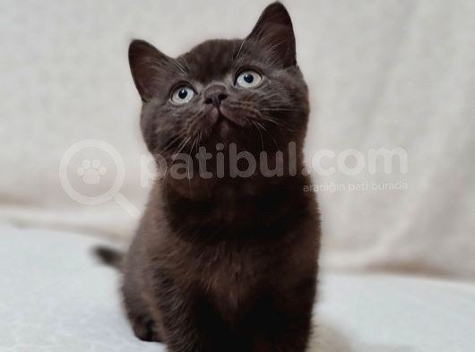 British Shorthair Yavrular ( Chocolate & Lynx Point ) görsel