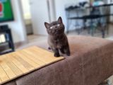 British Shorthair Yavrular ( Chocolate & Lynx Point )