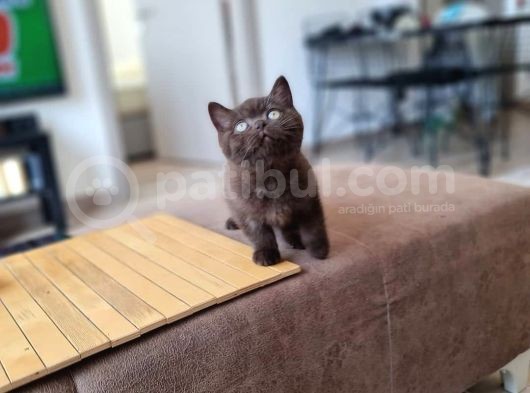 British Shorthair Yavrular ( Chocolate & Lynx Point ) görsel