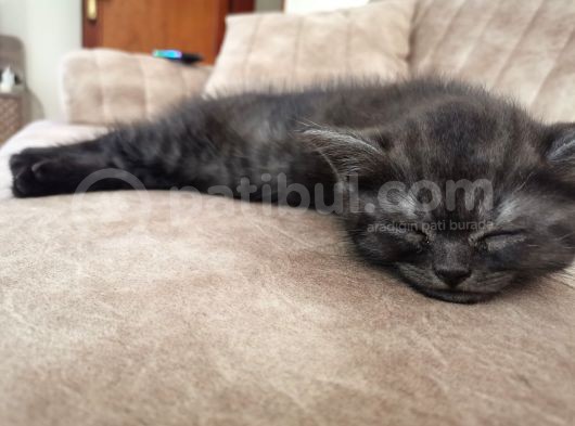 British Shorthair görsel