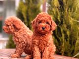 Toy Poodle Yavrular (Red,Red Brown,Apricot,Silver,Siyah)