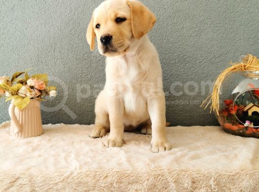 Fci Secereli Labrador Retriever görsel
