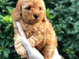Toy Poodle Yavrular (Red,Red Brown,Apricot,Silver,Siyah)