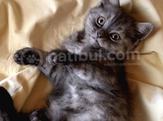 British Shorthair görsel