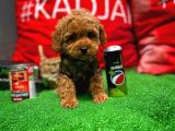 Orijinal Renk Safkan Red Brown Toy Poodle Oğlumuz Çokolin