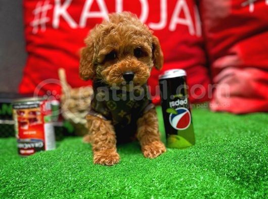 Orijinal Renk Safkan Red Brown Toy Poodle Oğlumuz Çokolin görsel
