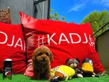 Orijinal Renk Safkan Red Brown Toy Poodle Oğlumuz Çokolin