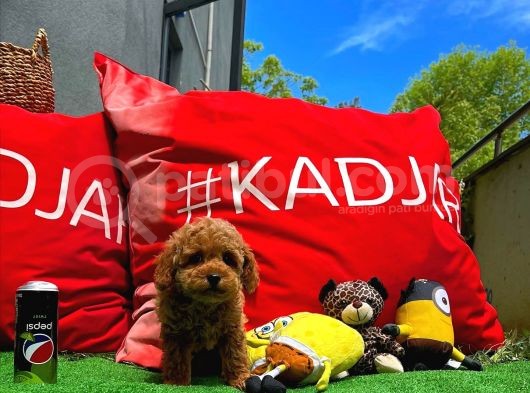 Orijinal Renk Safkan Red Brown Toy Poodle Oğlumuz Çokolin görsel