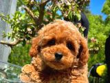 Orijinal Renk Safkan Red Brown Toy Poodle Oğlumuz Çokolin