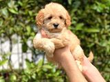 2.5 Aylık Di̇şi̇ Malti̇poo