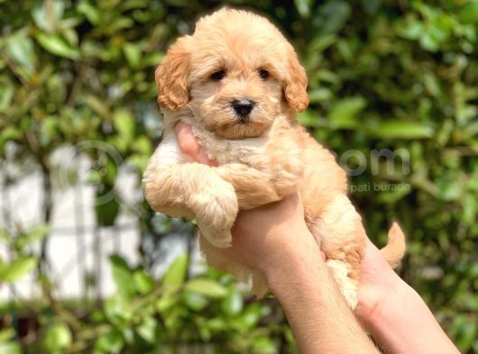 2.5 Aylık Di̇şi̇ Malti̇poo