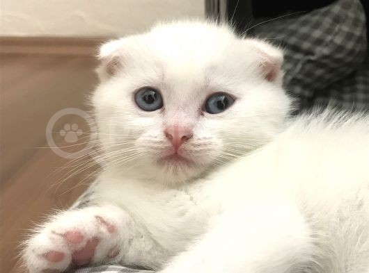 Tonkinese Anne Scottish Fold Baba 24 Mayis’ta Veri̇lecek görsel