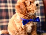 Safkan Toy Poodle Yavrularımız
