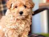 Safkan Toy Poodle Yavrularımız