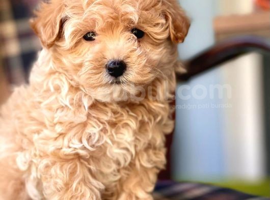 Safkan Toy Poodle Yavrularımız