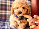 Safkan Toy Poodle Yavrularımız