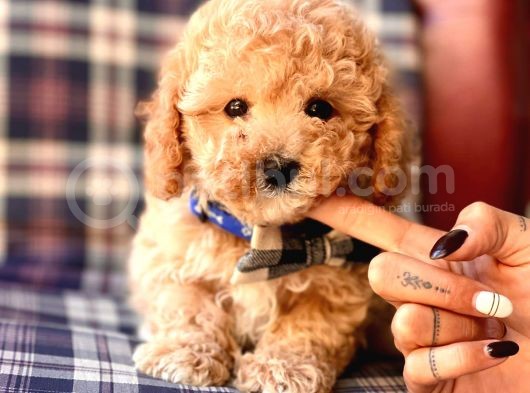 Safkan Toy Poodle Yavrularımız görsel