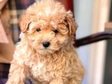Safkan Toy Poodle Yavrularımız