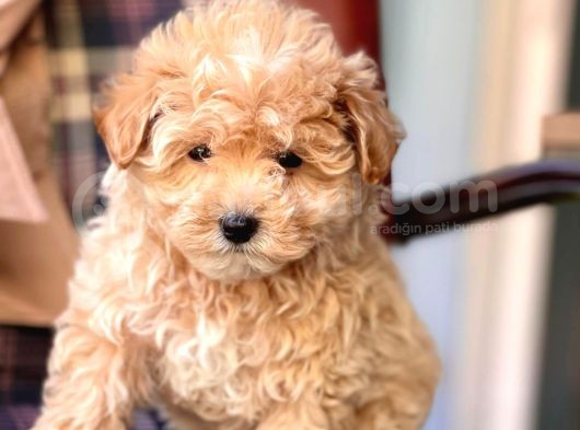 Safkan Toy Poodle Yavrularımız görsel