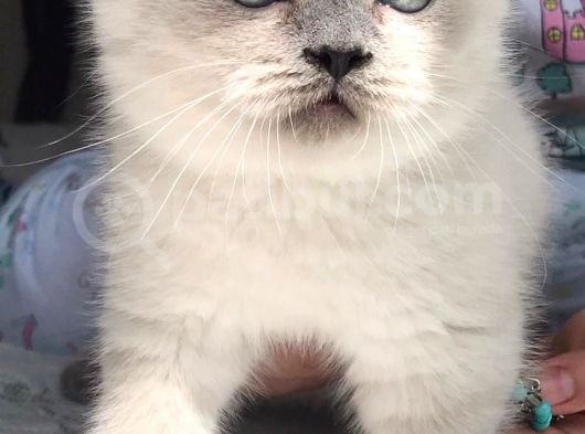 Scottish Fold Ve British Shorthair Blue Point Erkek Yavrular görsel