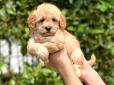 2.5 Aylık Di̇şi̇ Malti̇poo