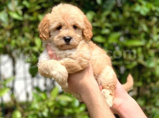2.5 Aylık Di̇şi̇ Malti̇poo görsel