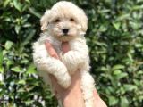 2.5 Aylık Di̇şi̇ Malti̇poo