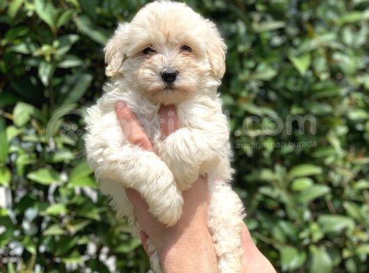 2.5 Aylık Di̇şi̇ Malti̇poo