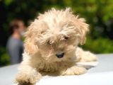 2.5 Aylık Dişi Maltipoo