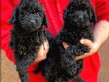 Sevimli Black Toy Poodle Yavrularımız