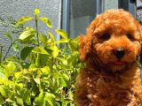 Orijinal Renk Safkan Red Brown Toy Poodle Oğlumuz Coffe