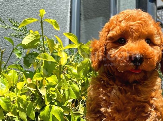 Orijinal Renk Safkan Red Brown Toy Poodle Oğlumuz Coffe görsel