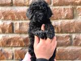 Black Siyah Inci Toy Poodle Erkek Yavrumuz