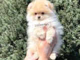 Pomeranian Boo Teady Bear Erkek Yavrumuz