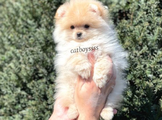 Pomeranian Boo Teady Bear Erkek Yavrumuz görsel