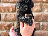 Black Siyah Inci Toy Poodle Erkek Yavrumuz